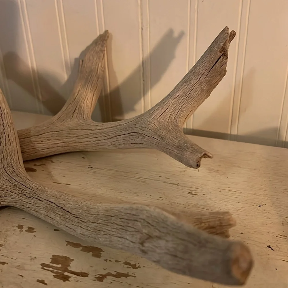 2 Rustic Gray deer Antler Decor